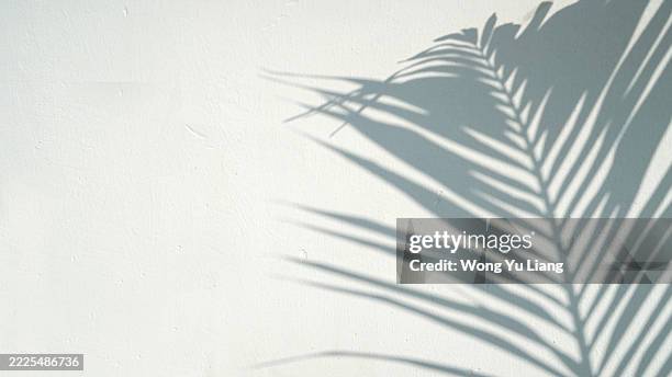 palm leaf shadows with copy space - sombra en primer plano fotografías e imágenes de stock