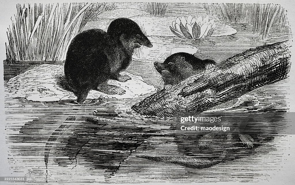 Eurasian water shrew - Neomys fodiens
