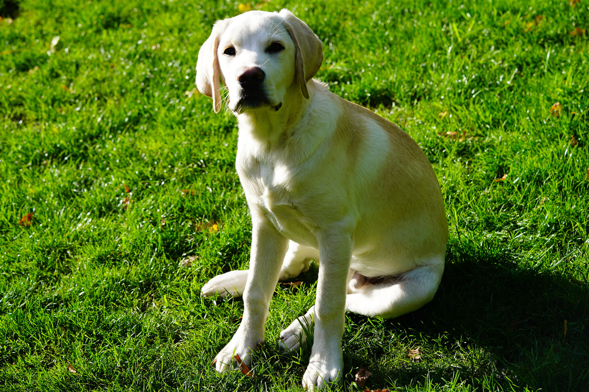 trained dog yard