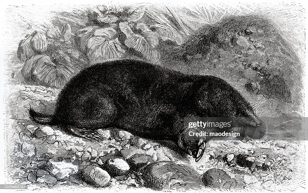 Mole - Talpa europaea