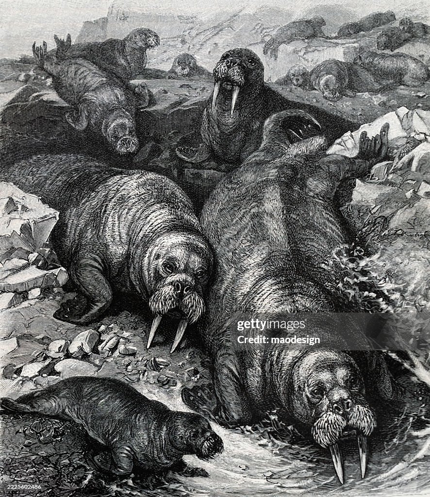 Walrus - Odobenus rosmarus