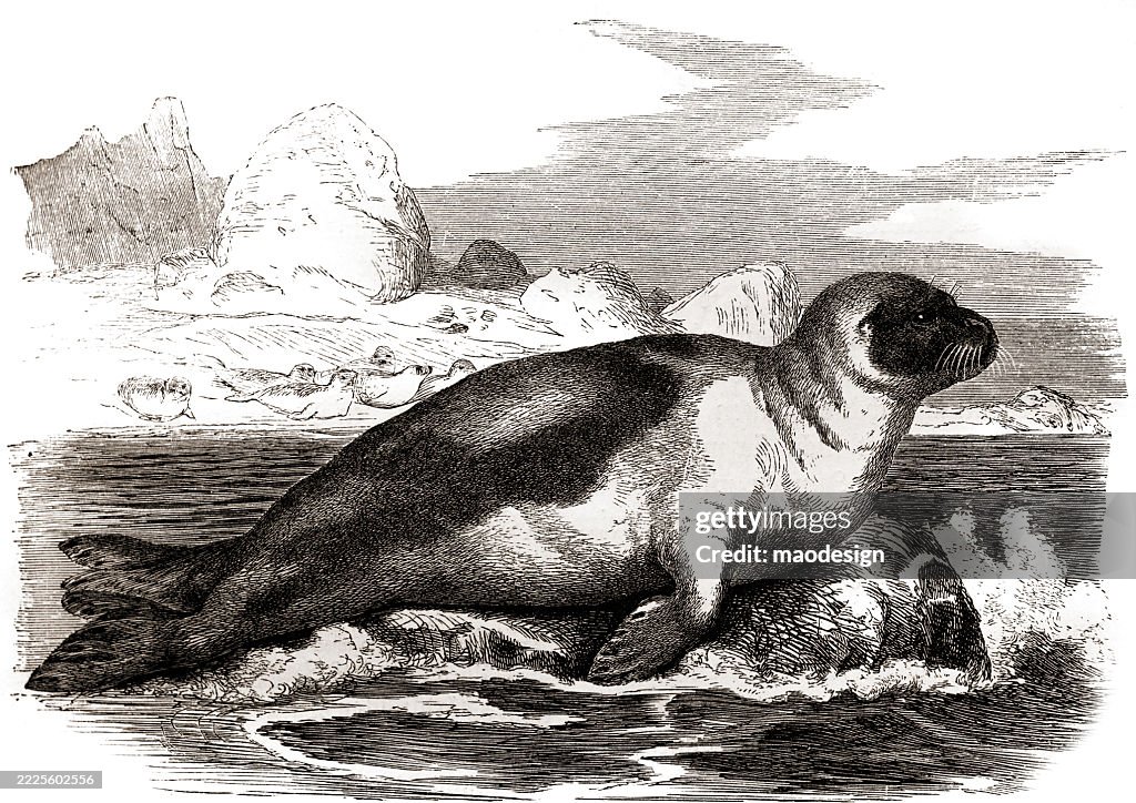 Harp seal - Pagophilus groenlandicus