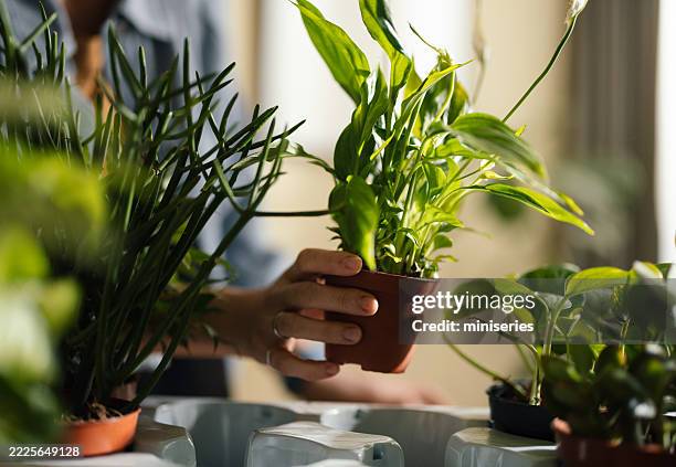 woman holding potted plant in a bright home office setting - peace lily stock pictures, royalty-free photos & images