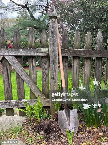 white thalia daffodils and bleeding hearts growing next to a picket fence. shovel leaning against a garden gate. - white picket gate stock pictures, royalty-free photos & images