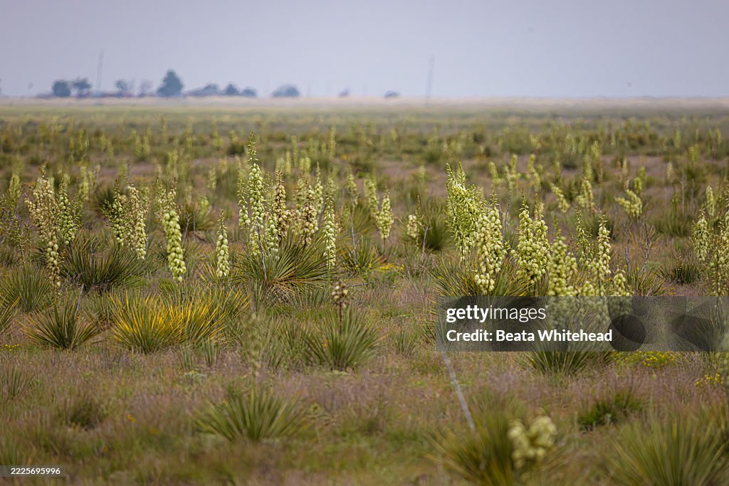 Yucca Bloom Across Semi-Arid Grassland Ecosystem