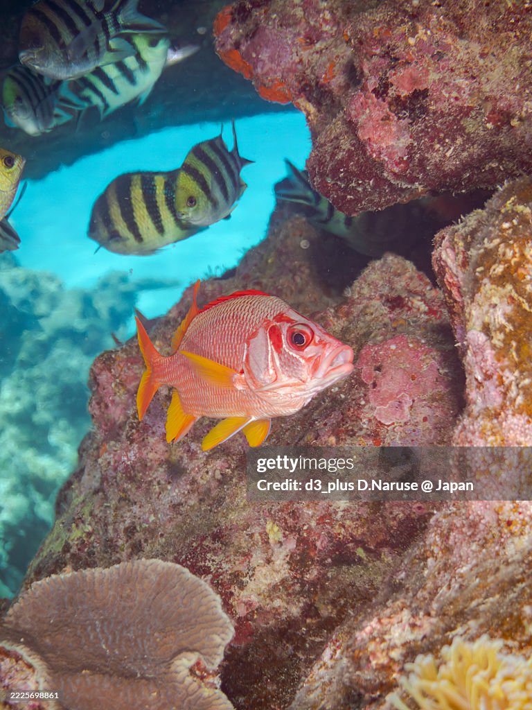 Sabre squirrelfish (Sargocentron spiniferum) and others in sea cave in wonderful coral reefs.
Scissortail sergeant school, Abudefduf sexfasciatus,