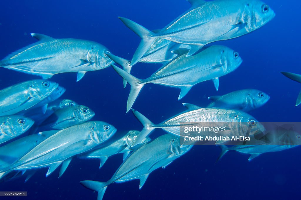 Red Sea Jack Fish