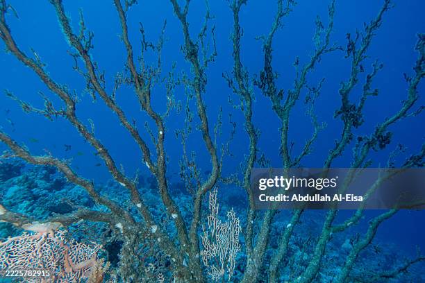 dead giant sea fan - persian gulf countries stock pictures, royalty-free photos & images