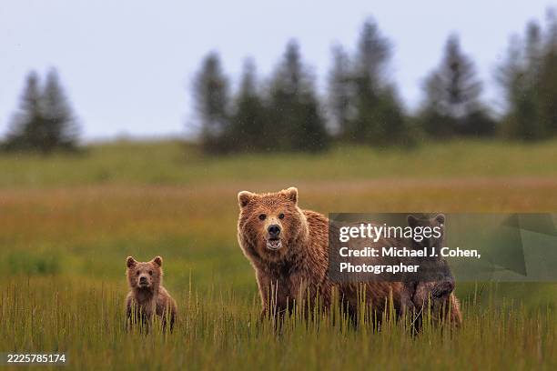 brown bears on alert - organismo vivo imagens e fotografias de stock