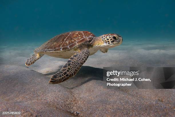 green turtle over dunes - tartaruga foto e immagini stock
