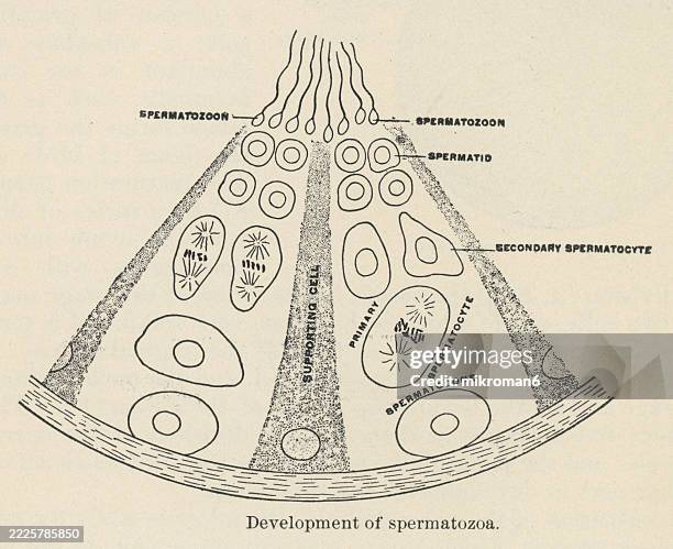 Testis Development Diagram 84 Testes Diagram Stock Photos, High-Res Pictures, and Images - Getty ...