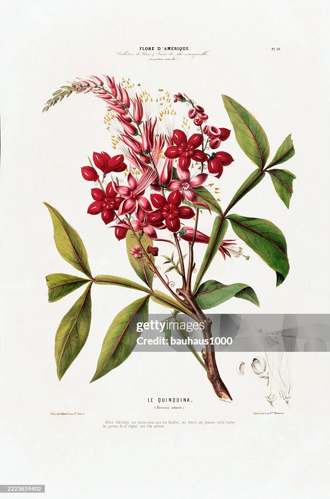 Le Quinquina, antique, hand-colored, flowers and fruits, Botanical Illustration, Published in 1835