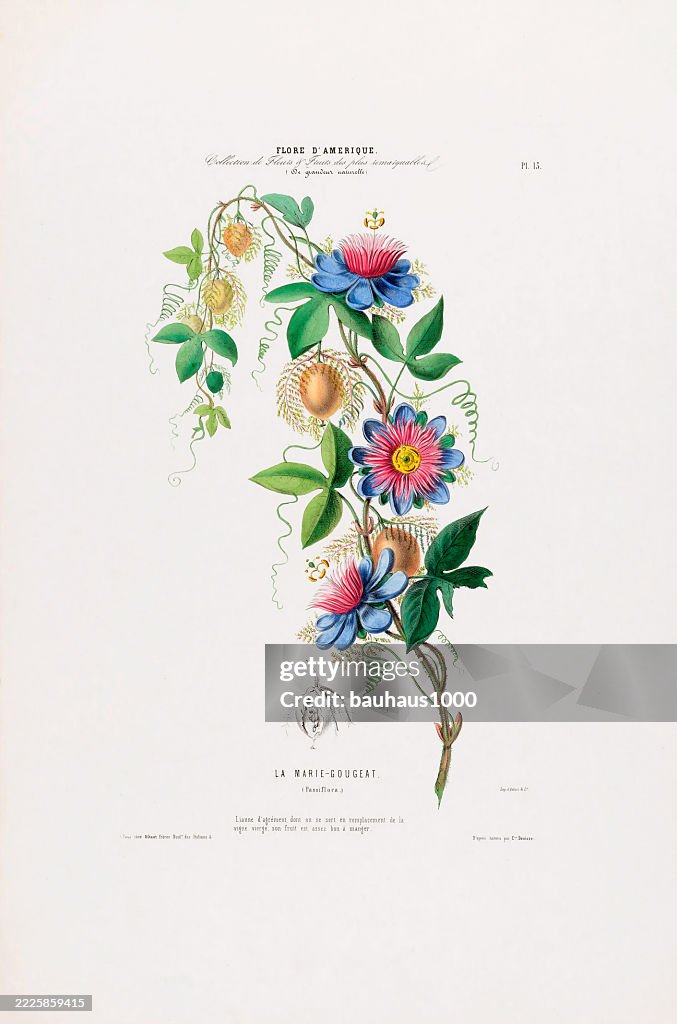 La Marie-Gougeat Passiflora or Passiflora foetida, antique, hand-colored, flowers and fruits, Botanical Illustration, Published in 1835