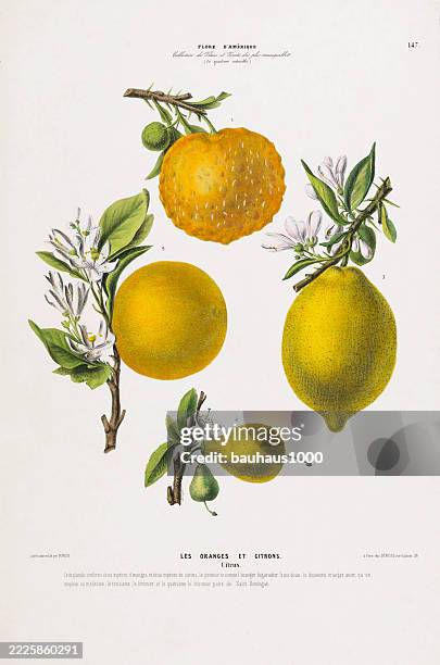citrus, antique, hand-colored, flowers and fruits, botanical illustration, published in 1835 - citrus fruit stock illustrations