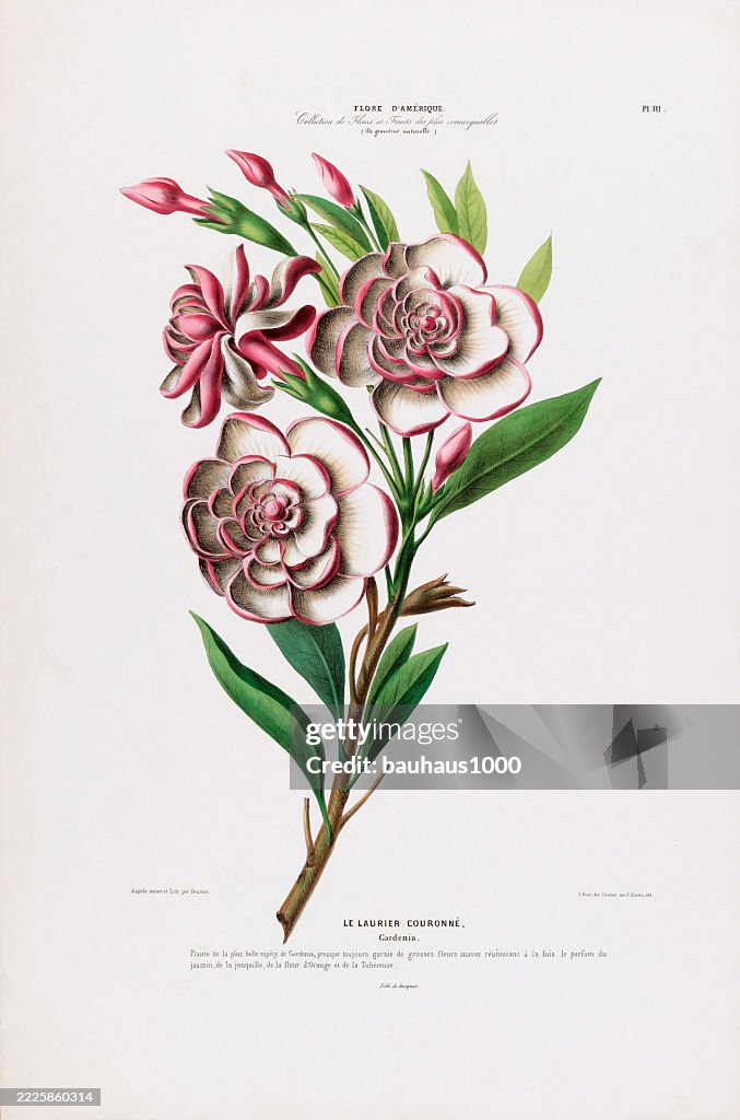 Pink Gardenia, antique, hand-colored, flowers and fruits, Botanical Illustration, Published in 1835