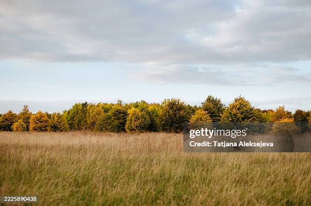 Autumn forest and tall grass meadow.