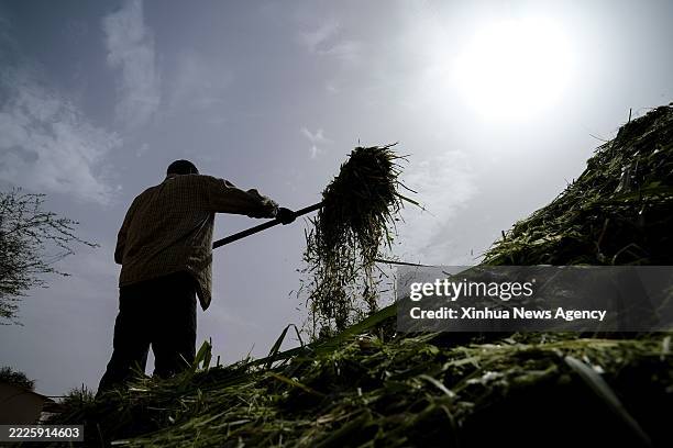 Herder processes chopped Juncao at the Livestock Demonstration Center in Idini Village, Mauritania, on July 18, 2025. More than 80 percent of...