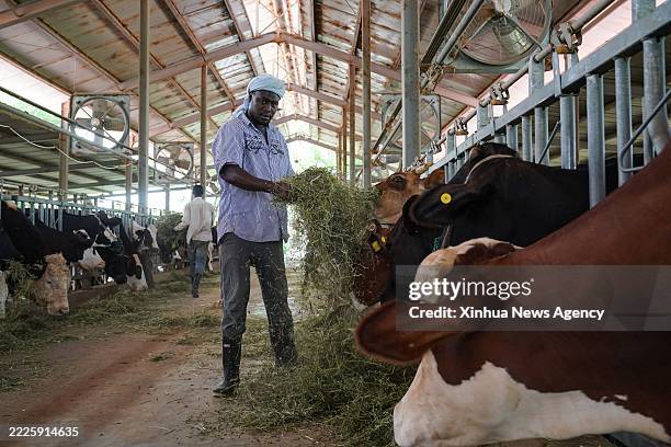 Herders feed alfalfa forage to cattle at the Livestock Demonstration Center in Idini village, Mauritania, July 18, 2025. More than 80 percent of...