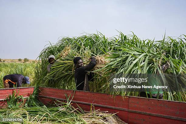Herders harvest Juncao at the Livestock Demonstration Center in Idini village, Mauritania, July 18, 2025. More than 80 percent of Mauritania's...