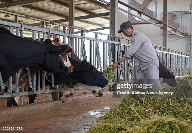 Chinese expert in Mauritania checks on cattle feeding and growth conditions at the Livestock Demonstration Center in Idini Village, Mauritania, July...
