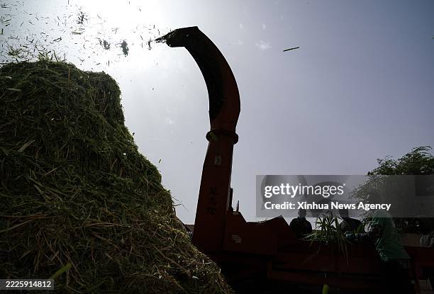 Herders chop Juncao at the Livestock Demonstration Center in Idini village, Mauritania, July 18, 2025. More than 80 percent of Mauritania's territory...