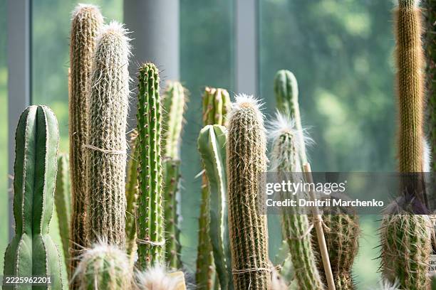 tall cereus cacti with sharp spines growing in greenhouse garden tied with rope for shape - cactus stock pictures, royalty-free photos & images