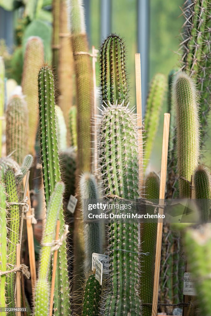 Tall Cereus cacti with sharp spines growing in greenhouse garden tied with rope for shape