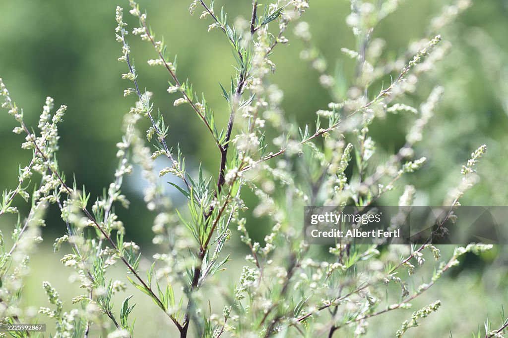 Artemisia vulgaris