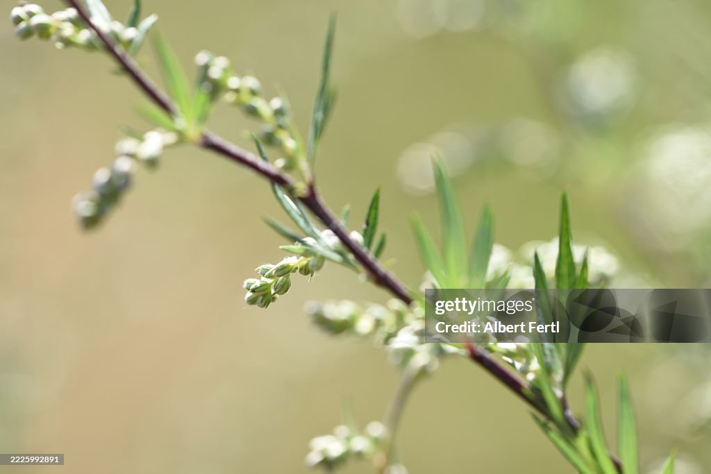 Artemisia vulgaris