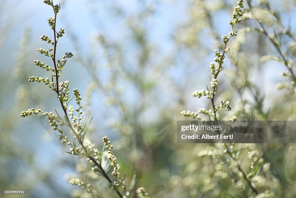 Artemisia vulgaris