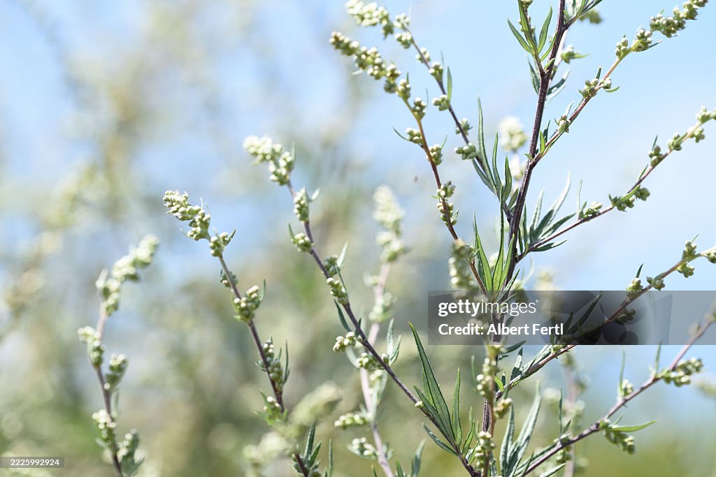 Artemisia vulgaris