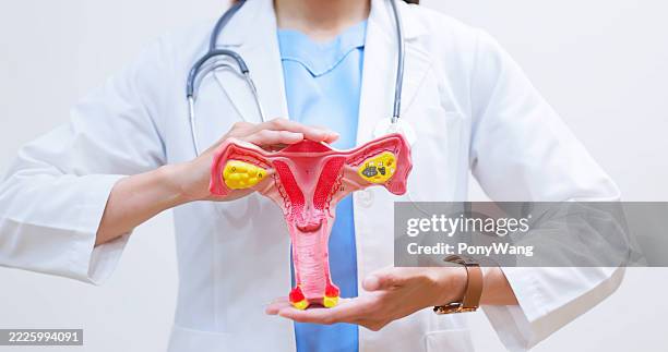 asian gynecologist holding uterus model - ovary stock pictures, royalty-free photos & images