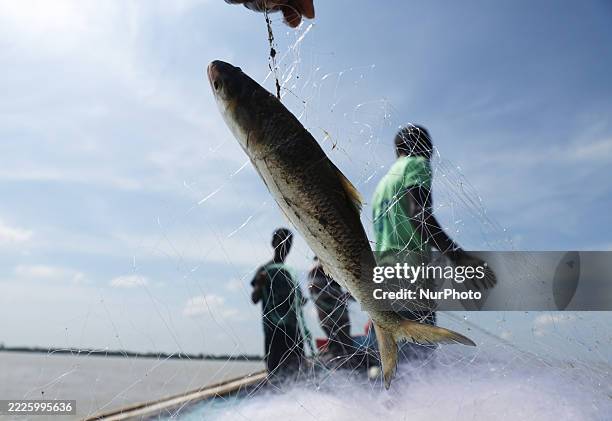 Hilsa fish is seen as fishermen pull the net on a boat in the Bay of Bengal near Ghoramara Island, south of Kolkata, India, on July 23, 2025.