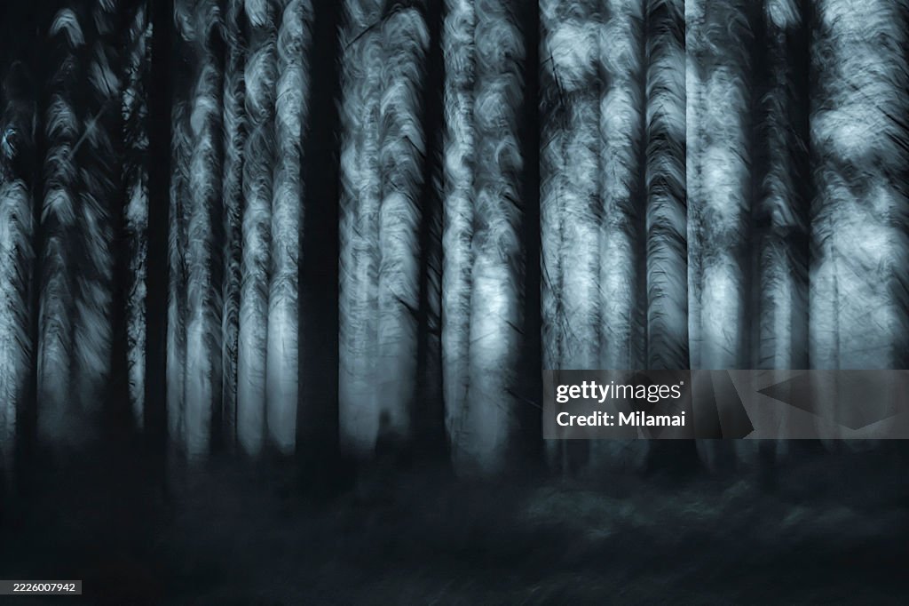Abstract birch forest, strange figures and shapes, ghostly mood, creative photography