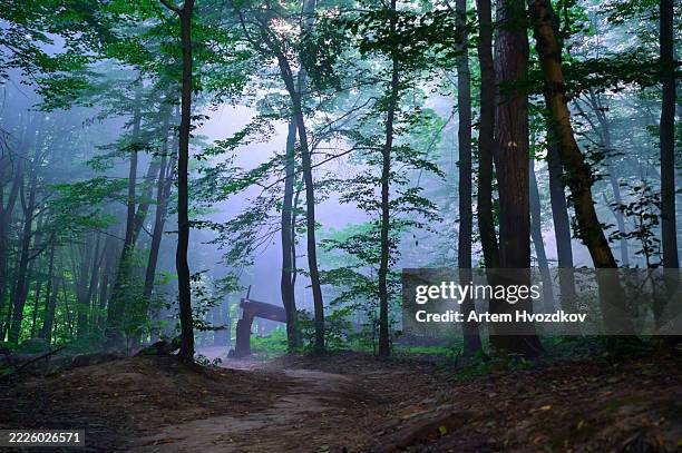 fog arising in a mysterious forest with a fallen tree trunk - fallen tree stock pictures, royalty-free photos & images