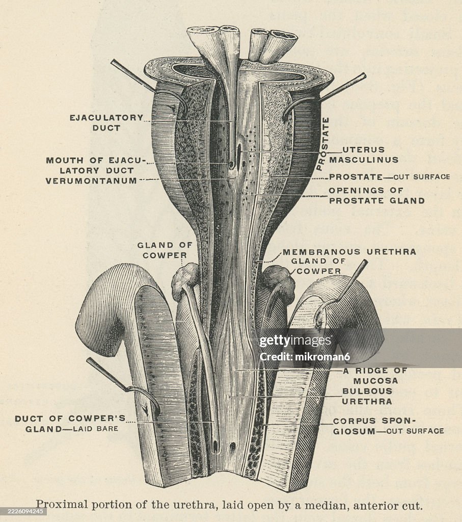 Old engraved illustration of the proximal portion of the urethra - the section closest to the bladder