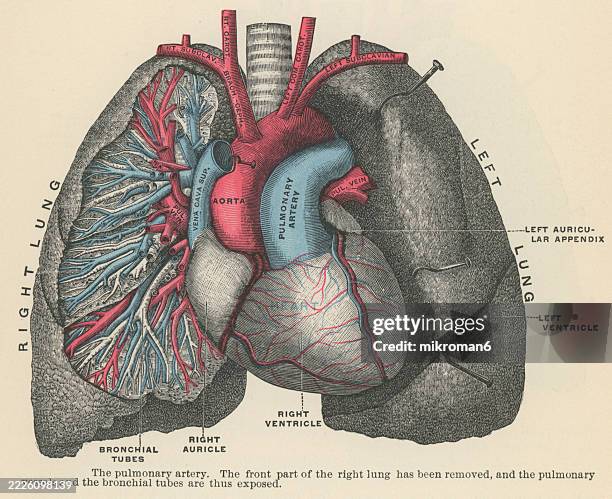 old engraved illustration of the pulmonary arteries - function to transport deoxygenated blood from the right side of the heart to the lungs for oxygenation - what color is deoxygenated blood stock pictures, royalty-free photos & images