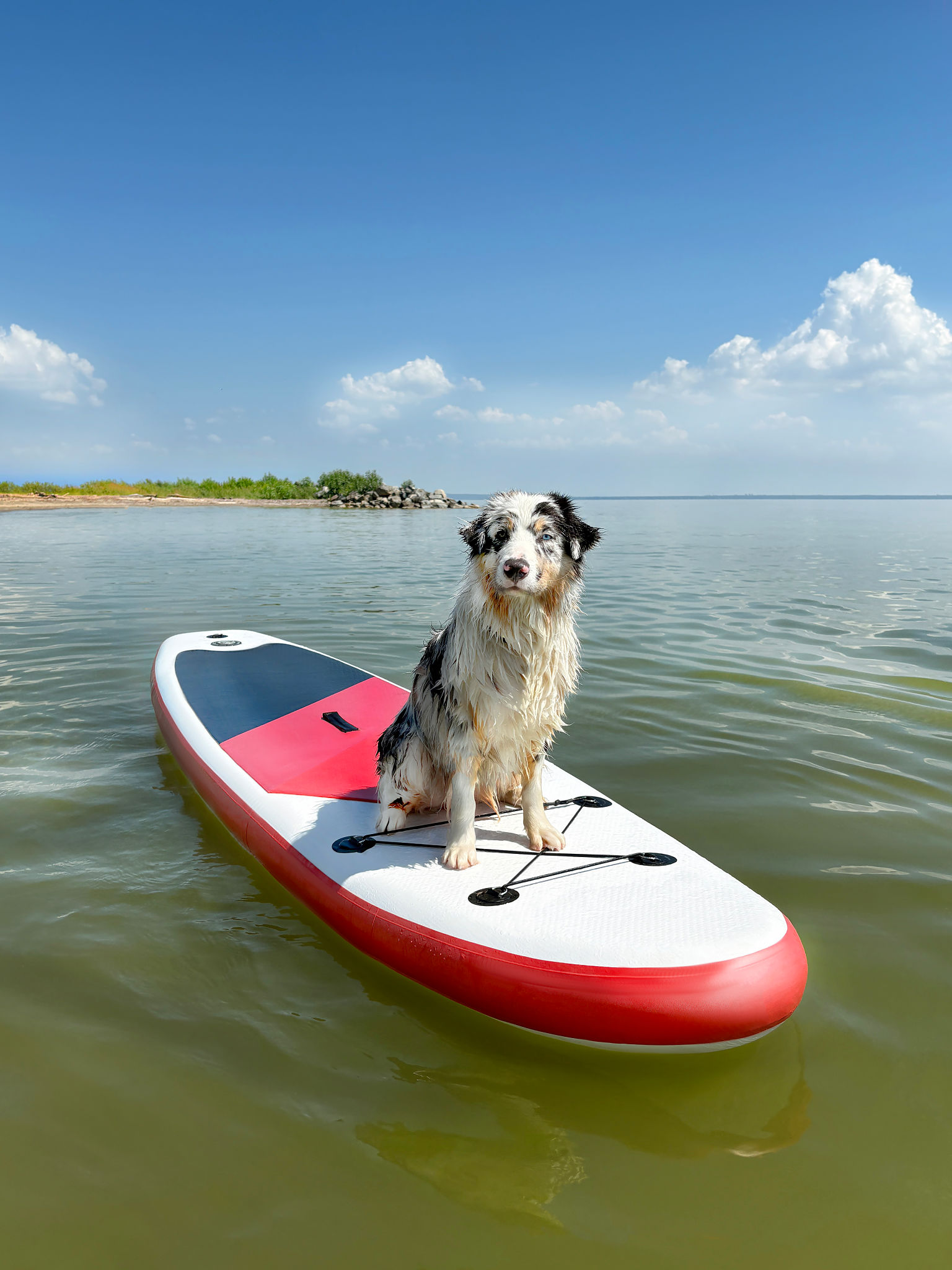 dog boarding