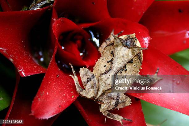 horned frog passing - african clawed frog stock pictures, royalty-free photos & images