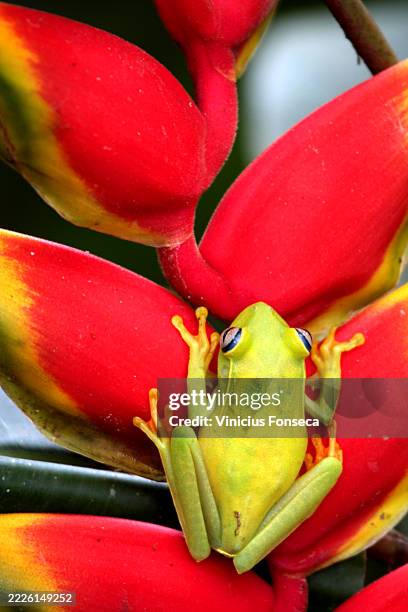 green frog on top of a red flower - african clawed frog stock pictures, royalty-free photos & images