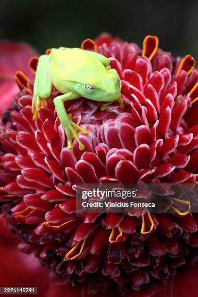green frog on top of a red flower - african clawed frog stock pictures, royalty-free photos & images
