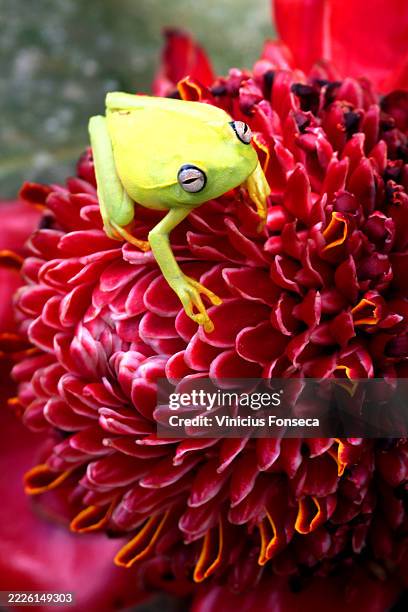 green frog on top of a red flower - african clawed frog stock pictures, royalty-free photos & images
