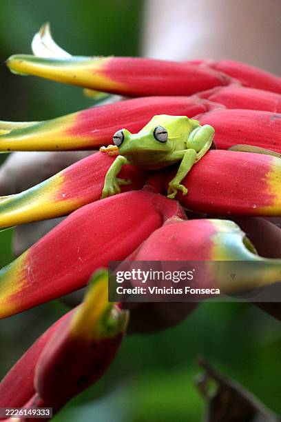 green frog on top of a red flower - african clawed frog stock pictures, royalty-free photos & images