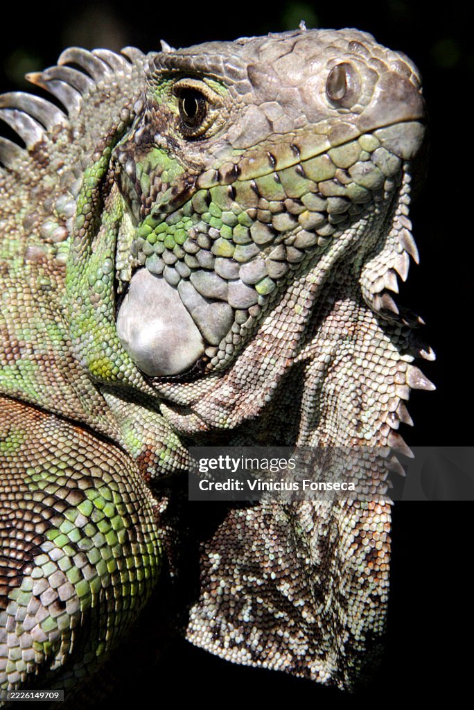 Brazilian iguana