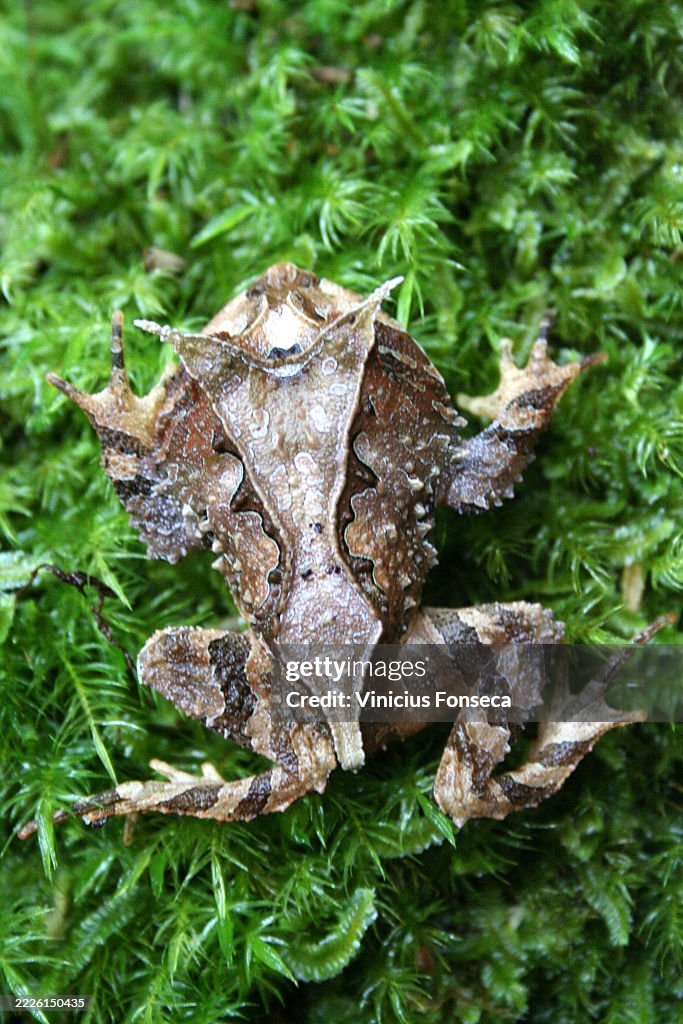 Gray horned frog