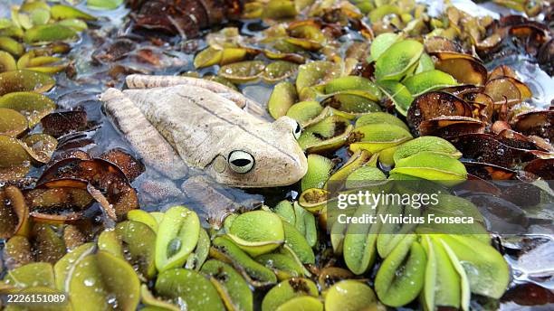 frog in a puddle of water full of flats - african clawed frog stock pictures, royalty-free photos & images