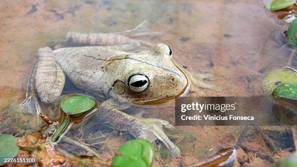 brown frog with some colored spots - african clawed frog stock pictures, royalty-free photos & images