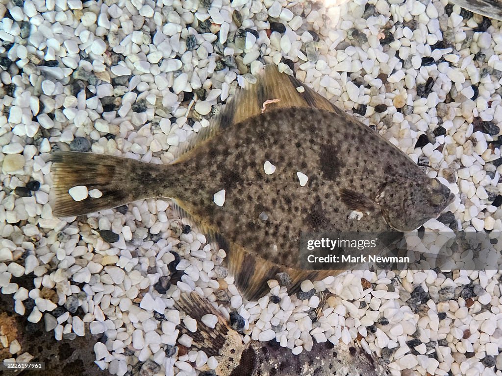 Starry flounder