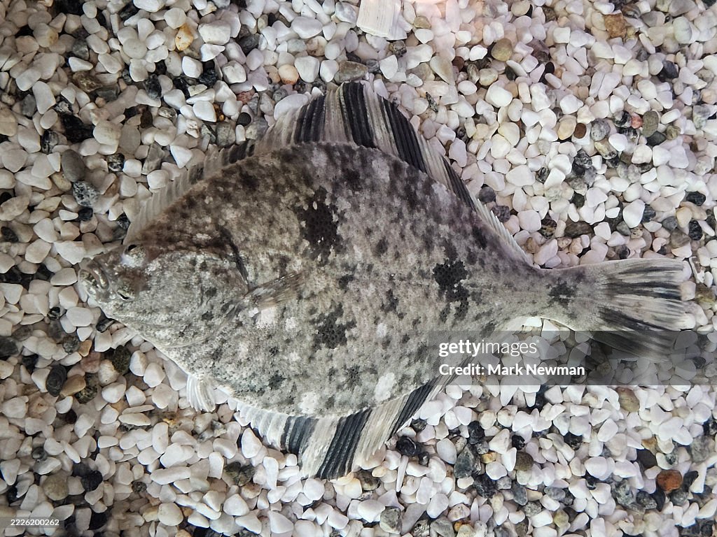 Starry flounder