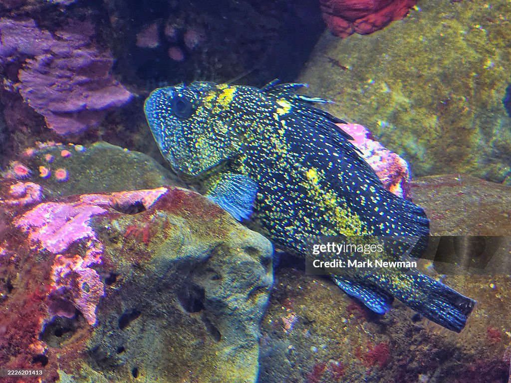 China rockfish
